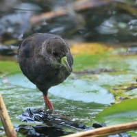 Kureczka czarna - Zapornia flavirostra - Black Crake