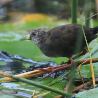 Kureczka czarna - Zapornia flavirostra - Black Crake