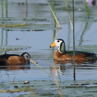 Kaczuszka afrykańska - African Pygmy Goose