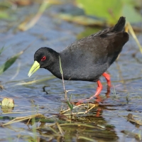 Kureczka czarna - Zapornia flavirostra - Black Crake