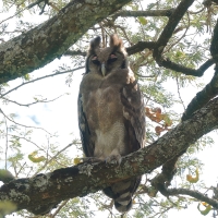 Puchacz mleczny - Bubo lacteus - Verreaux's Eagle Owl