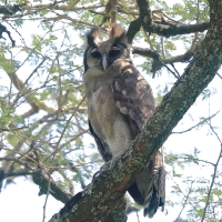 Puchacz mleczny - Bubo lacteus - Verreaux's Eagle Owl