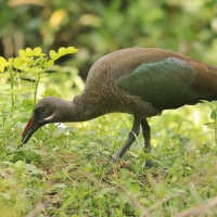Ibis białowąsy - Bostrychia hagedash - Hadada Ibis