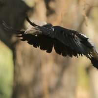 Dzioborożec srebrnolicy - Bycanistes brevis - Silvery-cheeked Hornbill