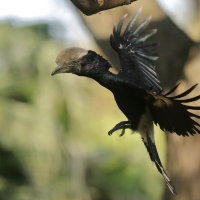 Dzioborożec srebrnolicy - Bycanistes brevis - Silvery-cheeked Hornbill