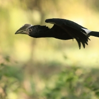 Dzioborożec srebrnolicy - Bycanistes brevis - Silvery-cheeked Hornbill