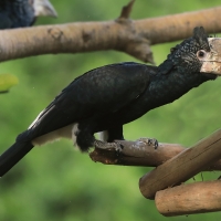 Dzioborożec srebrnolicy - Bycanistes brevis - Silvery-cheeked Hornbill