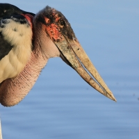 Marabut afrykański - Leptoptilos crumenifer - Marabou