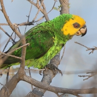 Afrykanka żółtogłowa - Poicephalus flavifrons - Yellow-fronted Parrot