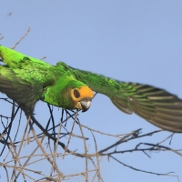 Afrykanka żółtogłowa - Poicephalus flavifrons - Yellow-fronted Parrot