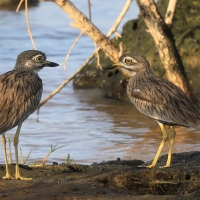 Kulon rzeczny - Burhinus senegalensis - Senegal Thick-knee