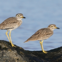 Kulon rzeczny - Burhinus senegalensis - Senegal Thick-knee