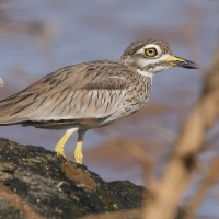 Kulon rzeczny - Burhinus senegalensis - Senegal Thick-knee