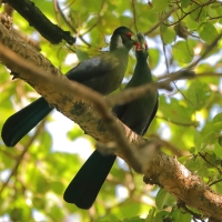 Turak białouchy - Tauraco leucotis - White-cheeked Turaco