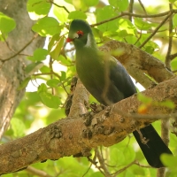 Turak białouchy - Tauraco leucotis - White-cheeked Turaco