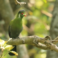 Turak białouchy - Tauraco leucotis - White-cheeked Turaco