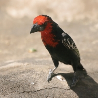 Wąsal czerwonogardły - Lybius guifsobalito - Black-billed Barbet