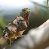 Krętogłów afrykański - Jynx ruficollis - Rufous-breasted Wryneck