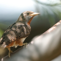 Krętogłów afrykański - Jynx ruficollis - Rufous-breasted Wryneck
