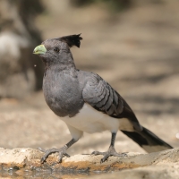 Hałaśnik białobrzuchy - Criniferoides leucogaster - White-bellied Go-away-bird