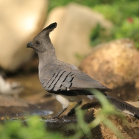 Hałaśnik białobrzuchy - Criniferoides leucogaster - White-bellied Go-away-bird