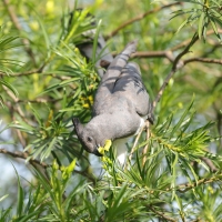 Hałaśnik białobrzuchy - Criniferoides leucogaster - White-bellied Go-away-bird