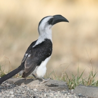 Toko czarnoskrzydły - Tockus deckeni - Von der Decken's Hornbill