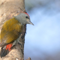 Dzięcioł szarogłowy - Mesopicos spodocephalus - Grey Woodpecker