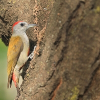 Dzięcioł szarogłowy - Mesopicos spodocephalus - Grey Woodpecker
