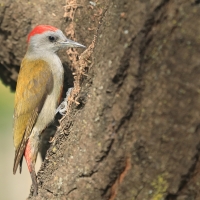 Dzięcioł szarogłowy - Mesopicos spodocephalus - Grey Woodpecker