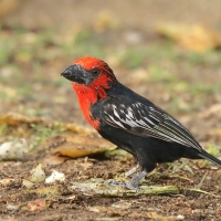 Wąsal czerwonogardły - Lybius guifsobalito - Black-billed Barbet