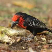 Wąsal czerwonogardły - Lybius guifsobalito - Black-billed Barbet