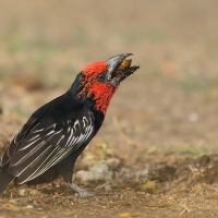 Wąsal czerwonogardły - Lybius guifsobalito - Black-billed Barbet