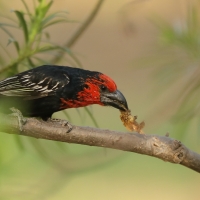 Wąsal czerwonogardły - Lybius guifsobalito - Black-billed Barbet