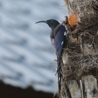 Sierpodudek kenijski - Phoeniculus granti - Grant's Wood-hoopoe