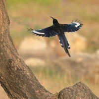 Sierpodudek kenijski - Phoeniculus granti - Grant's Wood-hoopoe