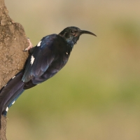 Sierpodudek kenijski - Phoeniculus granti - Grant's Wood-hoopoe