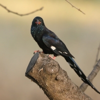 Sierpodudek kenijski - Phoeniculus granti - Grant's Wood-hoopoe
