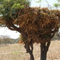 Pasza dla zwierząt często przechowywana jest na drzewie.
