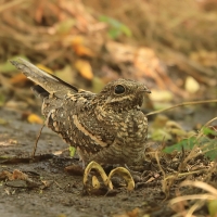 Lelek wysmukły - Caprimulgus clarus - Slender-tailed Nightjar