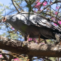 Owadożer palmowy - Polyboroides typus - African Harrier Hawk