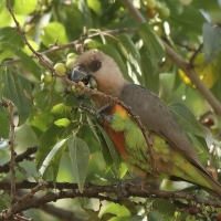 Afrykanka krasnopierśna - Poicephalus rufiventris  - Red-bellied Parrot