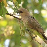 Afrykanka krasnopierśna - Poicephalus rufiventris  - Red-bellied Parrot