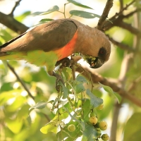 Afrykanka krasnopierśna - Poicephalus rufiventris  - Red-bellied Parrot