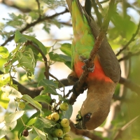 Afrykanka krasnopierśna - Poicephalus rufiventris  - Red-bellied Parrot