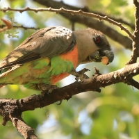 Afrykanka krasnopierśna - Poicephalus rufiventris  - Red-bellied Parrot