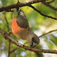 Afrykanka krasnopierśna - Poicephalus rufiventris  - Red-bellied Parrot