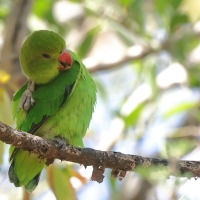 Nierozłączka czarnoskrzydła - Agapornis taranta - Black-winged Lovebird
