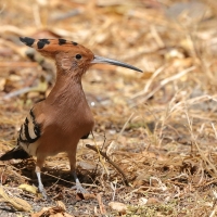 Dudek - Upupa epops - Common Hoopoe