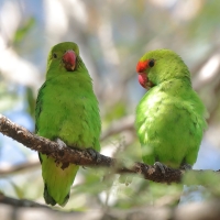 Nierozłączka czarnoskrzydła - Agapornis taranta - Black-winged Lovebird